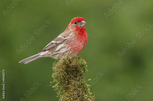 House Finch Male on Moss Covered Branch