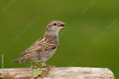 House Sparrow Female With Seed