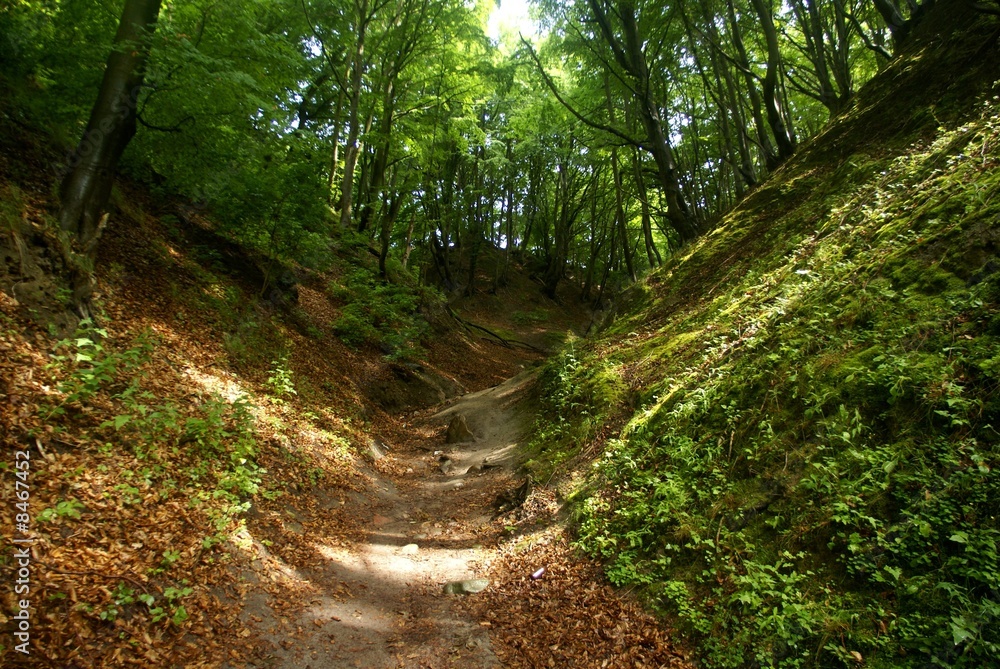 Fototapeta premium gill