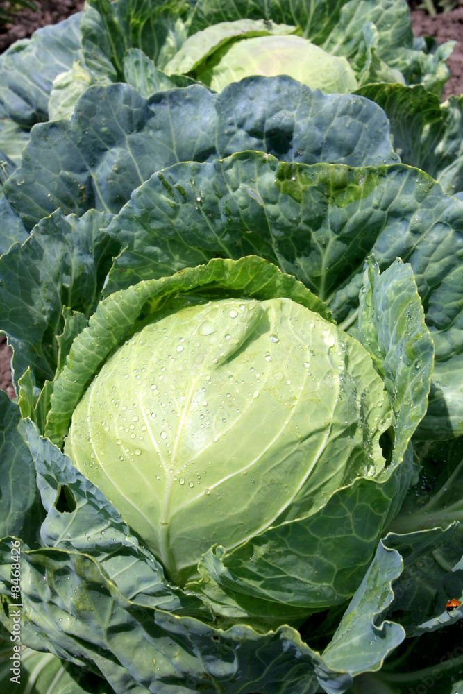 Obraz premium cabbage on vegetable garden