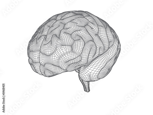 Brain