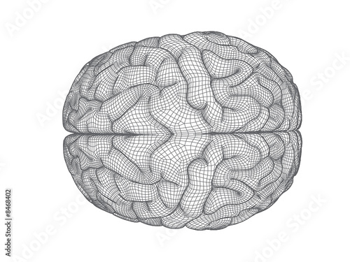 Brain