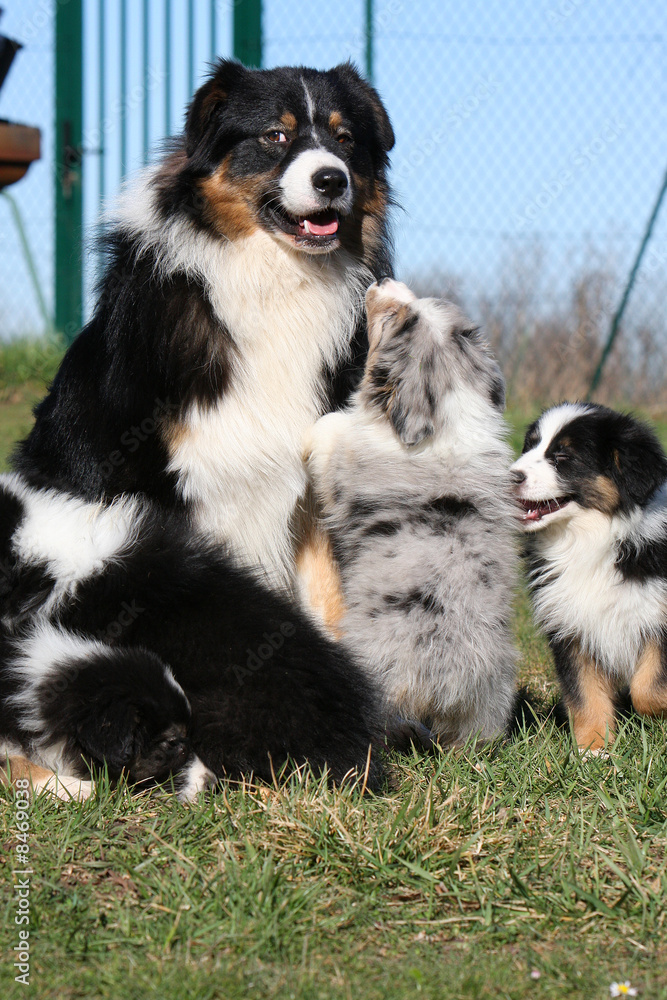 berger australien avec ses chiots berger australien avec ses chiots