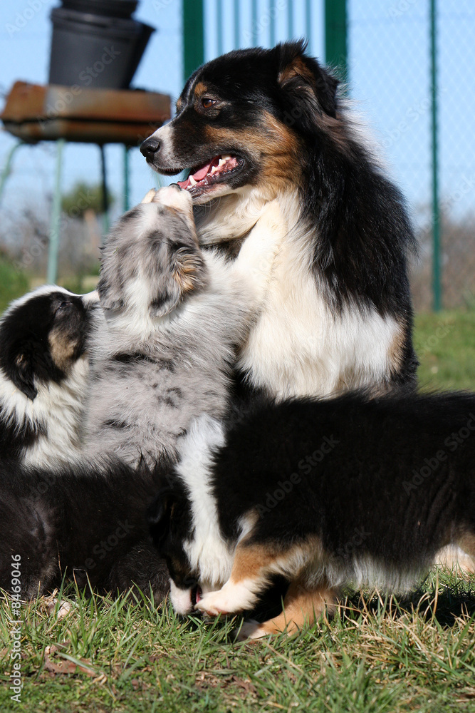 berger australien avec ses chiots berger australien avec ses chiots