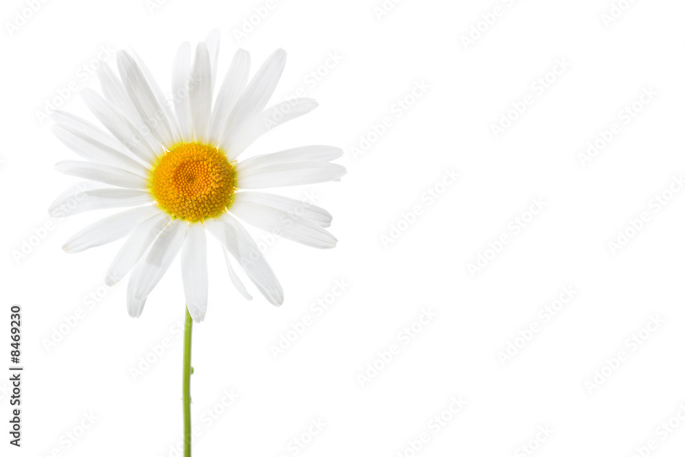 isolated daisy bud isolated daisy bud