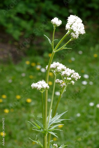 Baldrian photo