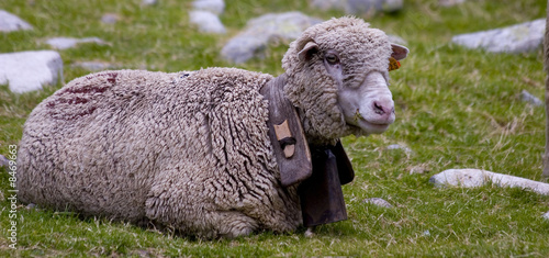 Φωτογραφία mouton