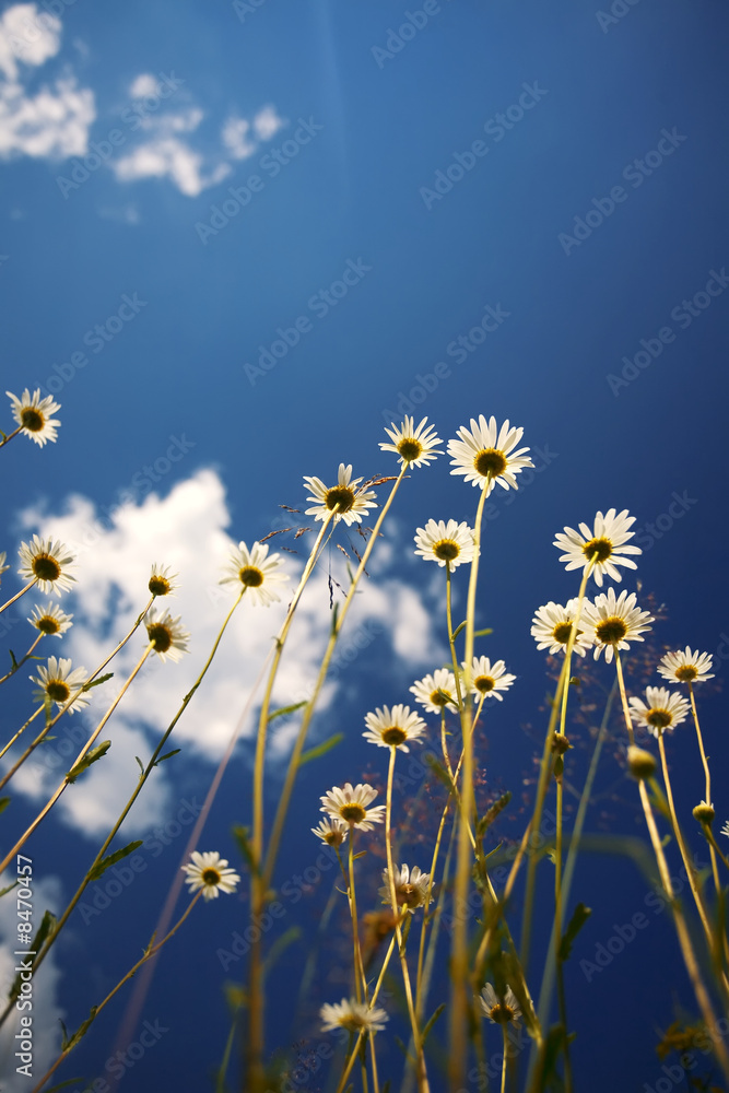 chamomile summer sky