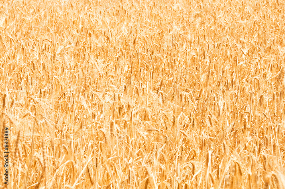 Wheat field on the bright summer day Wheat field on the bright summer day