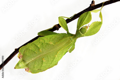 Phasme feuille