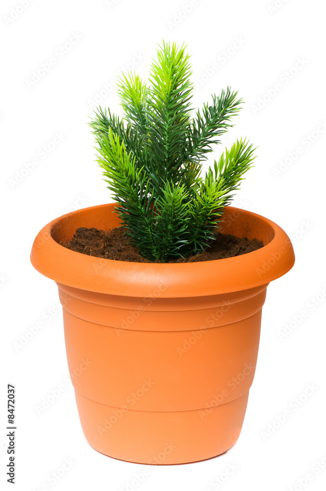 Green saplings growing in the clay pot Green saplings growing in the clay pot