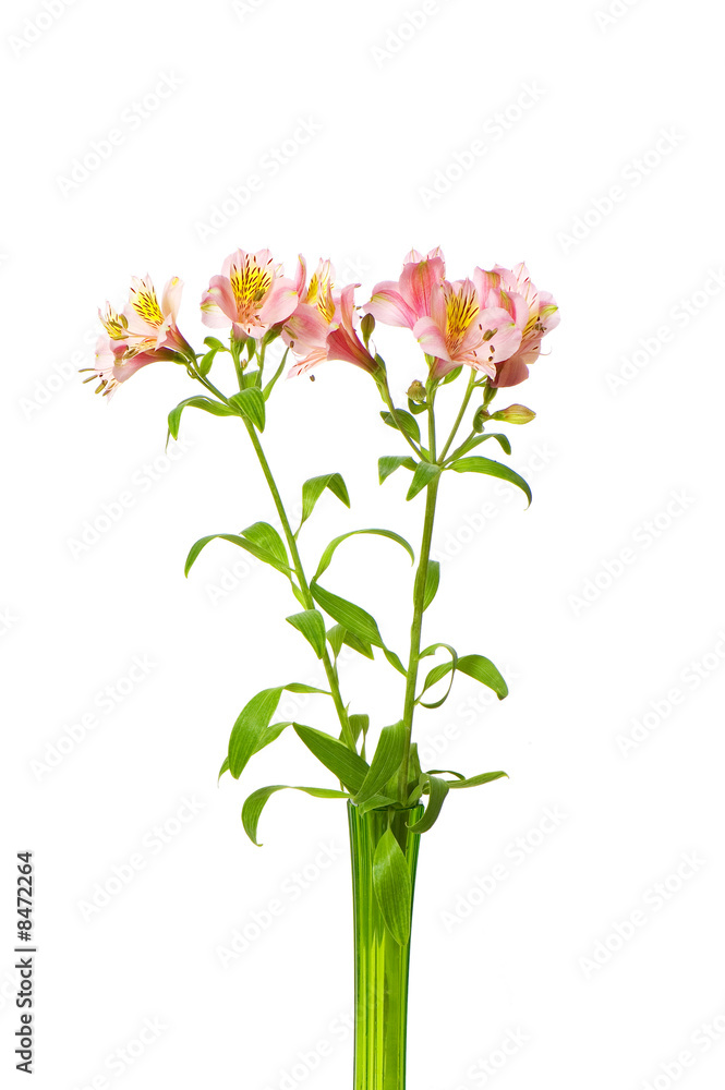 Colourful lilies isolated on the white background