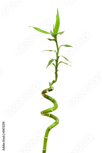 Bamboo branch isolated on the white background