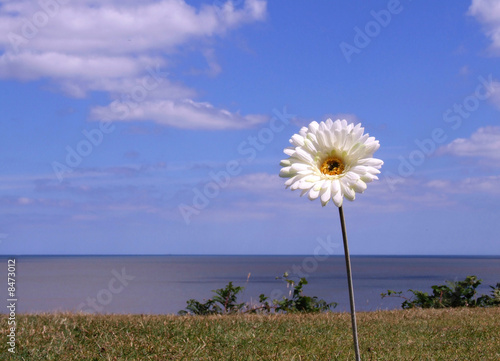 Flower By The Ocean