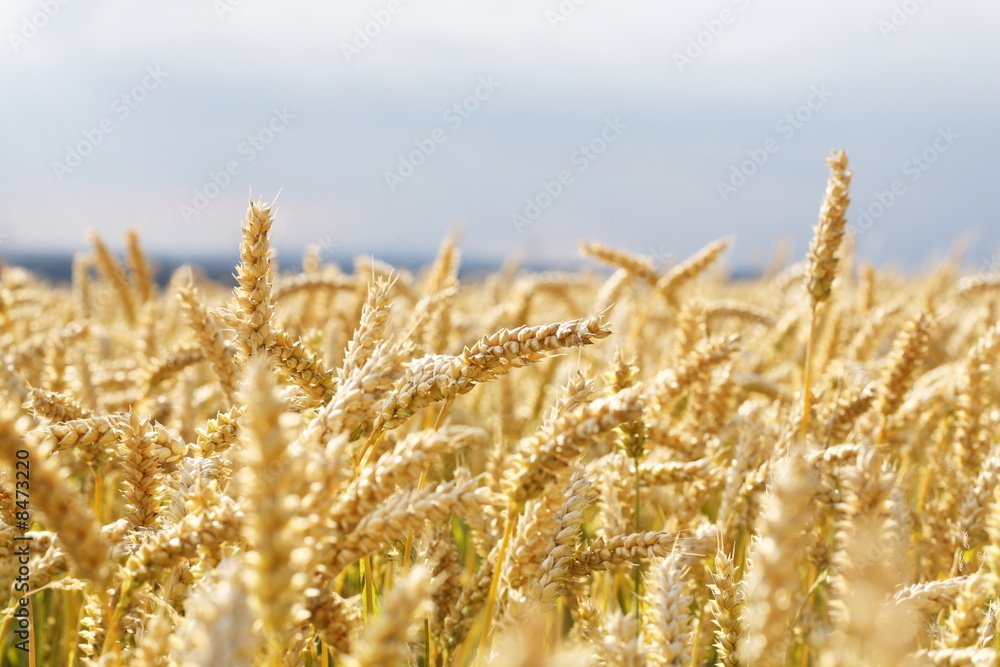 Fototapeta premium Weizenfeld