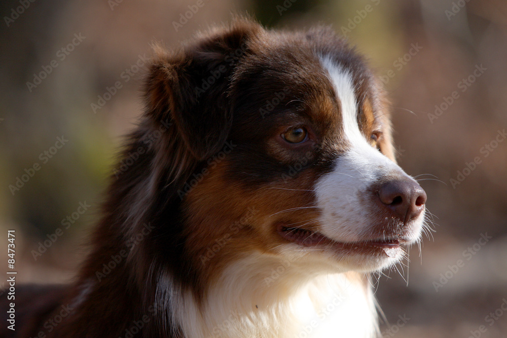 portrait de berger australien portrait de berger australien