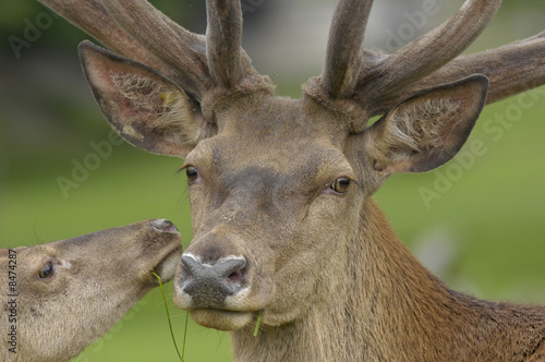 Hirsch mit Kuh