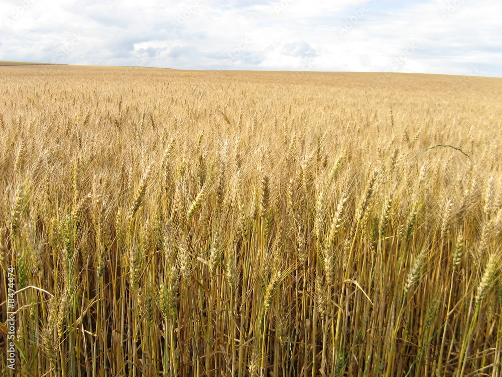céréales céréales