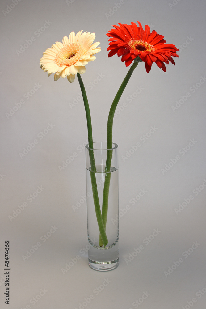 Gerbera