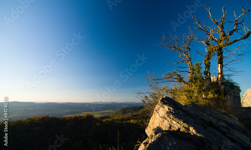 arbre au couchant