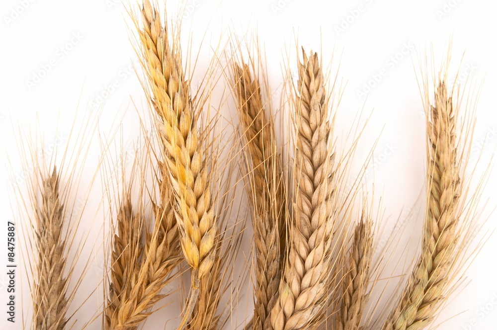 Grain ears