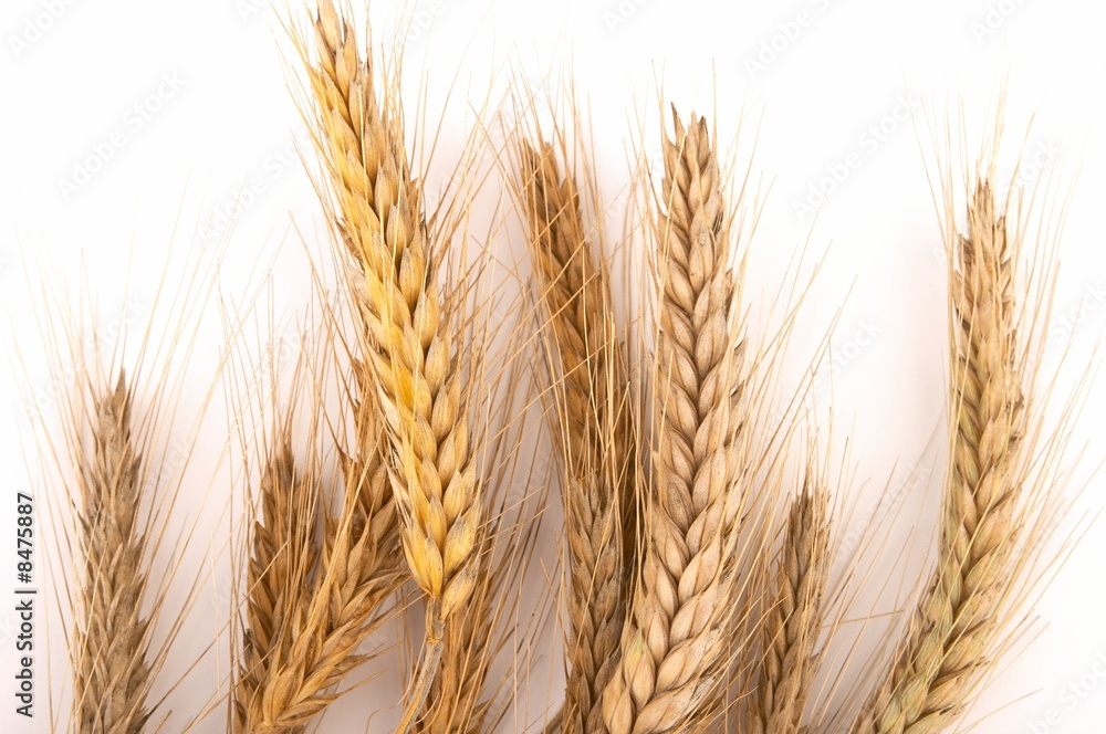 Grain ears Grain ears