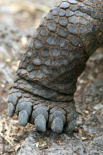 Close Up Tortoise Foot