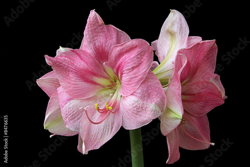 Amaryllis 07 photo
