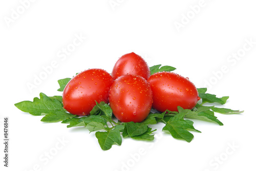 Tomate - tomato 16