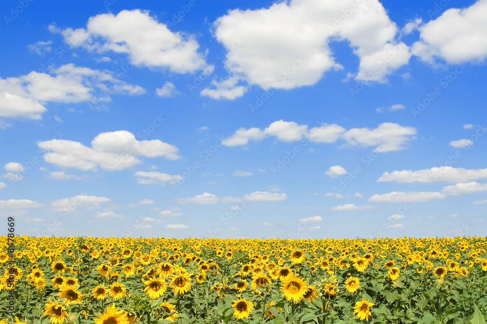 field of sunflowers and blue sky background field of sunflowers and blue sky background