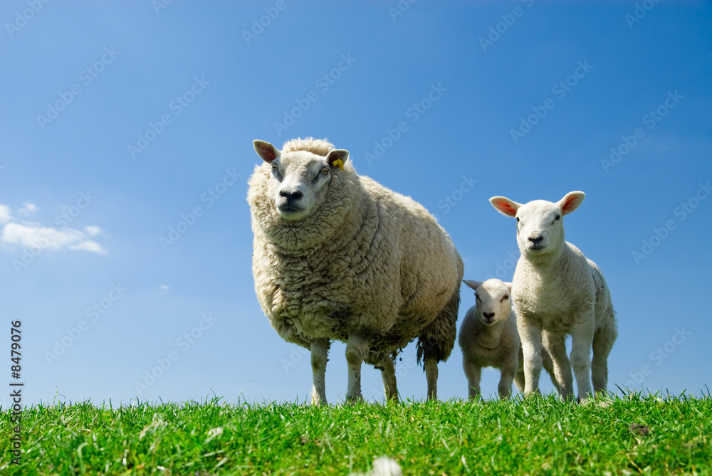 Obraz premium curious lambs an sheep