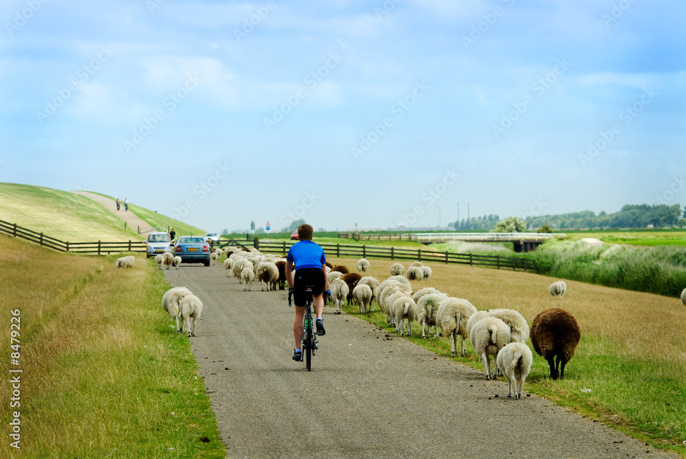 Fototapeta premium cycling on a road with sheep