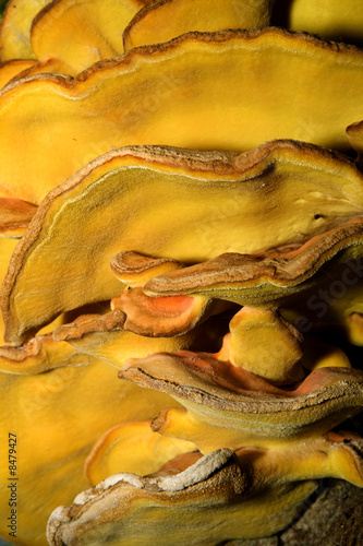 huge fungus close-up