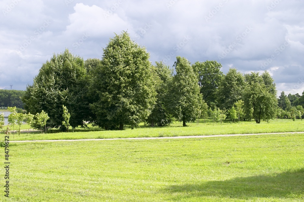 Fototapeta premium Landscape a tree