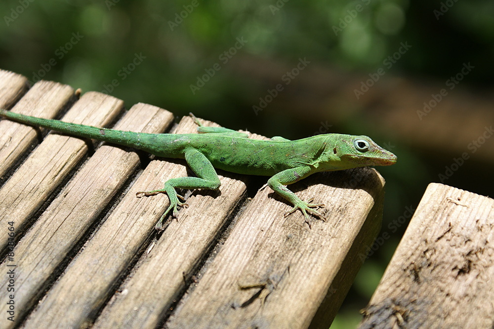 Lézard vert Lézard vert