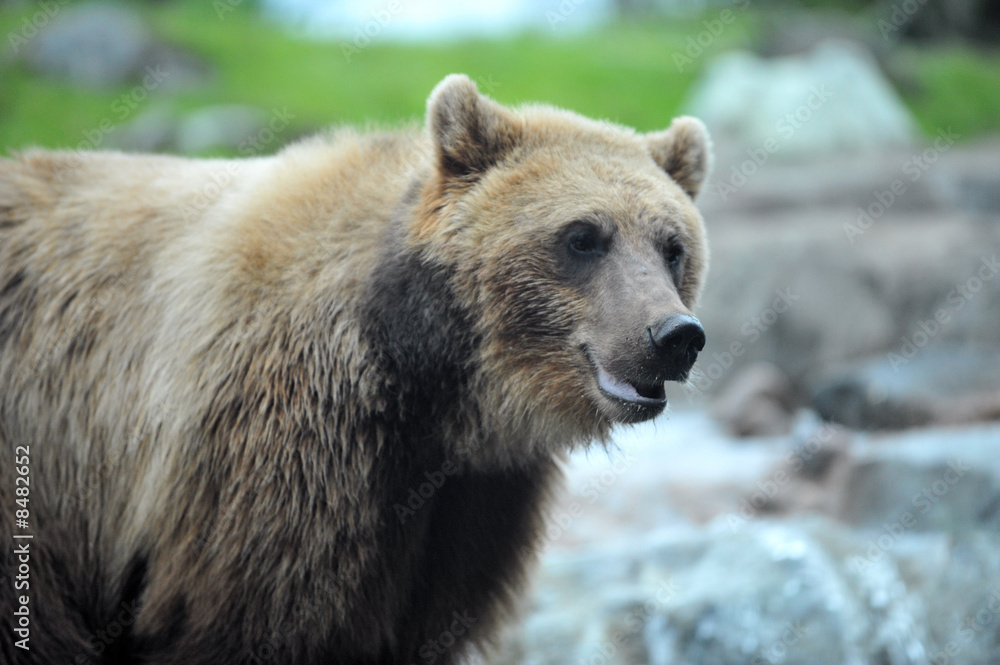 Obraz premium Grizzly Bear