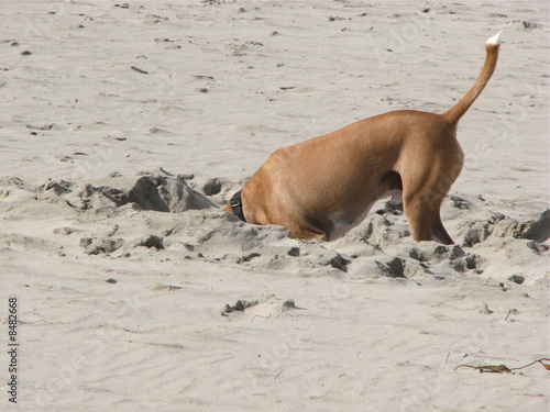 Dog digging in sand