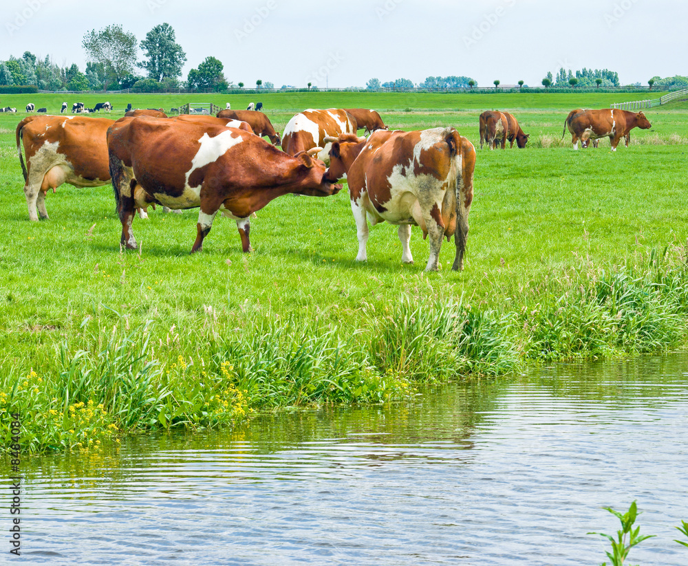 Obraz premium Cows on a Field