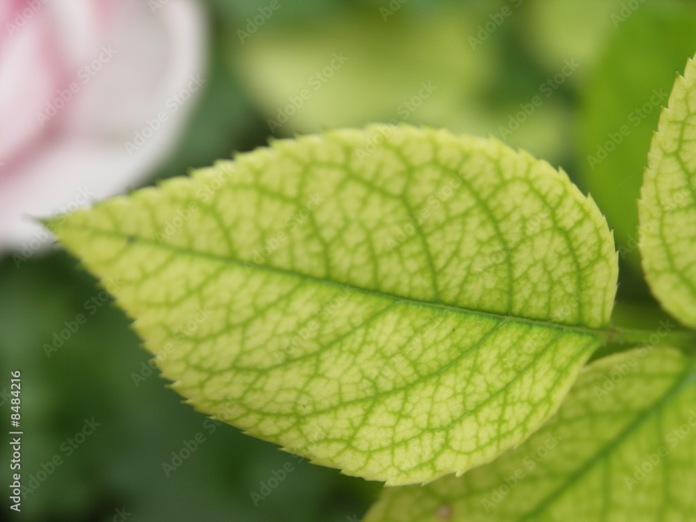 Feuille Feuille