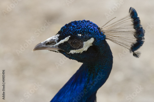 Head of the peacock