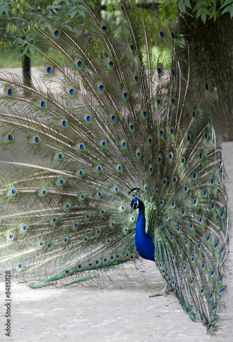 peacock with a tail