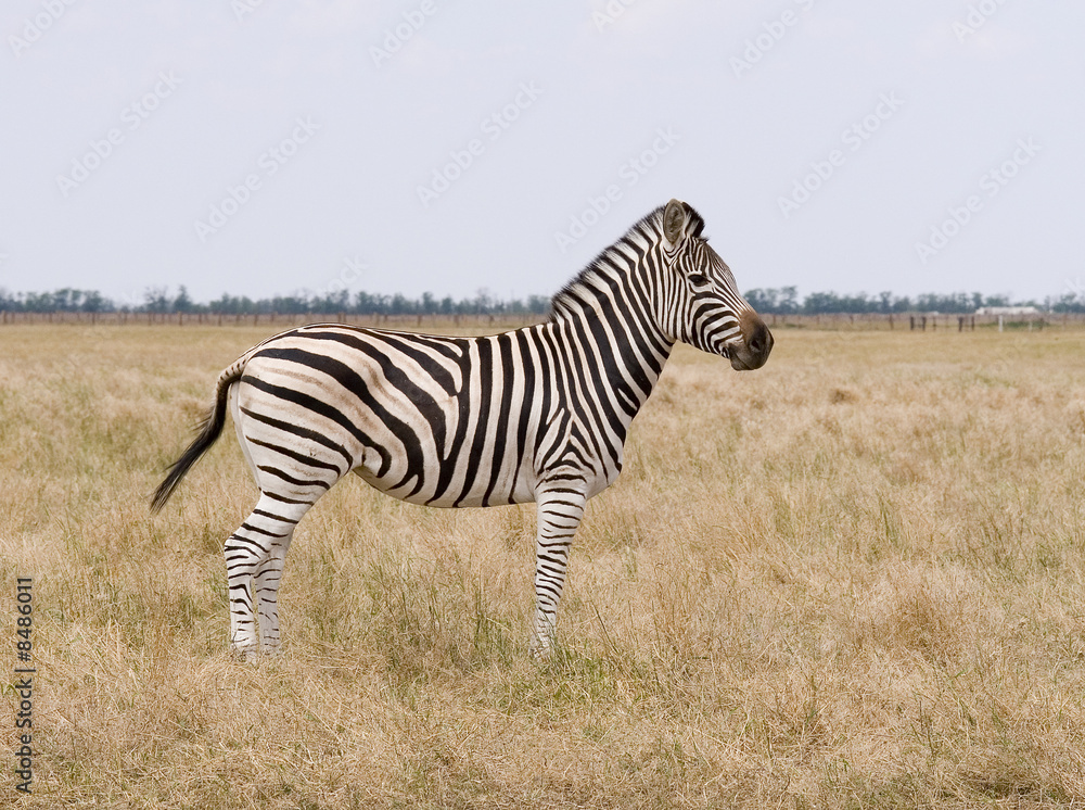 Naklejka premium zebra