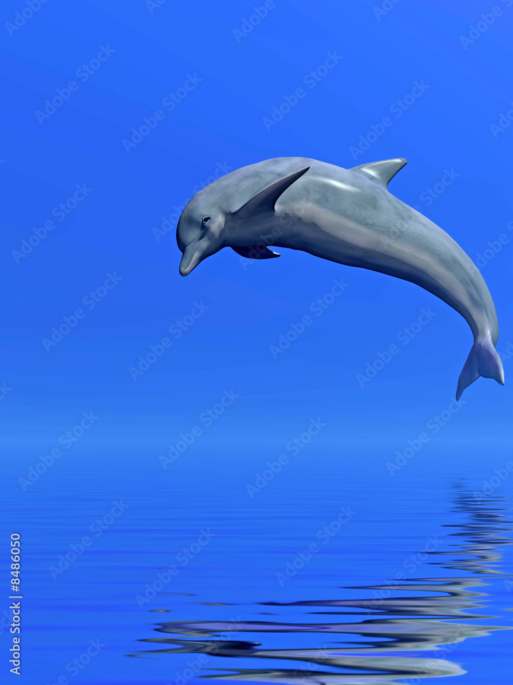 Fototapeta premium Dolphin
