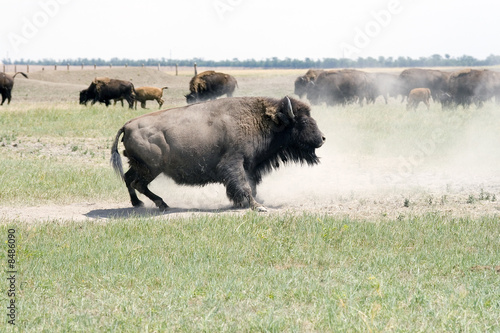 Bison