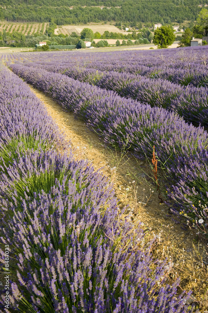 Obraz premium lavender in Sault, Vaucluse, Provence, France