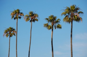 Wandcirkels Los Angeles Palmbomen in Los Angeles  © Noelle Smith