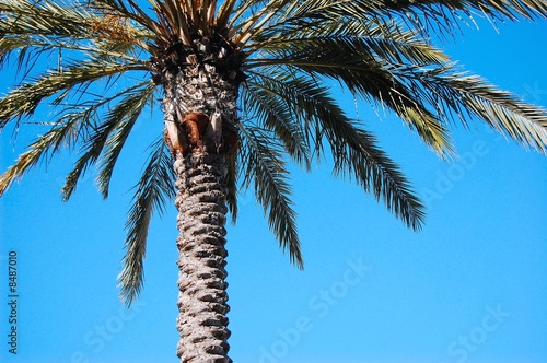 Palm Tree, Rodeo Drive, Los Angeles