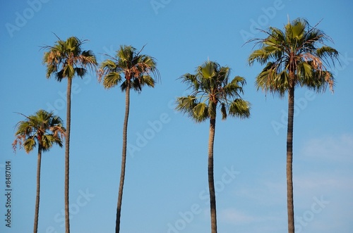 L.A. Palm Trees