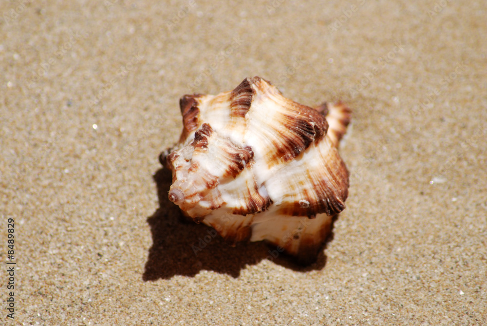 Shell