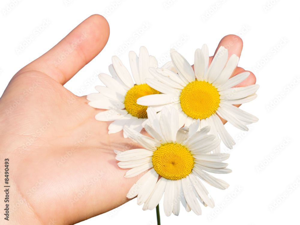 Flowers in hand isolated on white Flowers in hand isolated on white